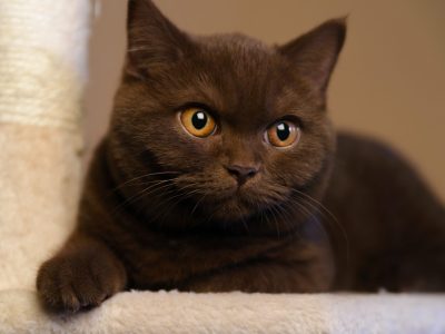 british-shorthair-cat.jpg