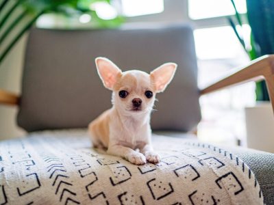 dog-2.jpg