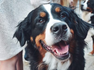 dog.jpg