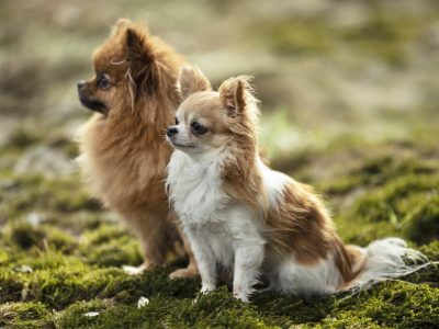 dogs-in-nature.jpg