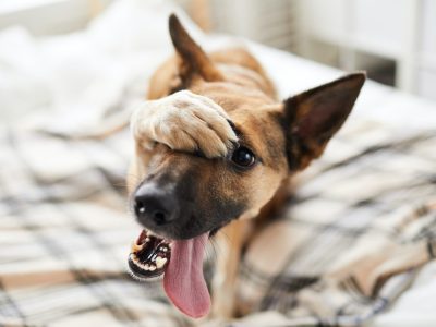 embarassed-dog-on-bed.jpg