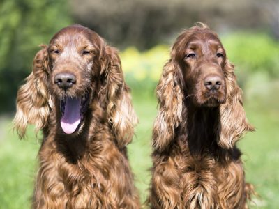 happy-irish-setter-dogs.jpg